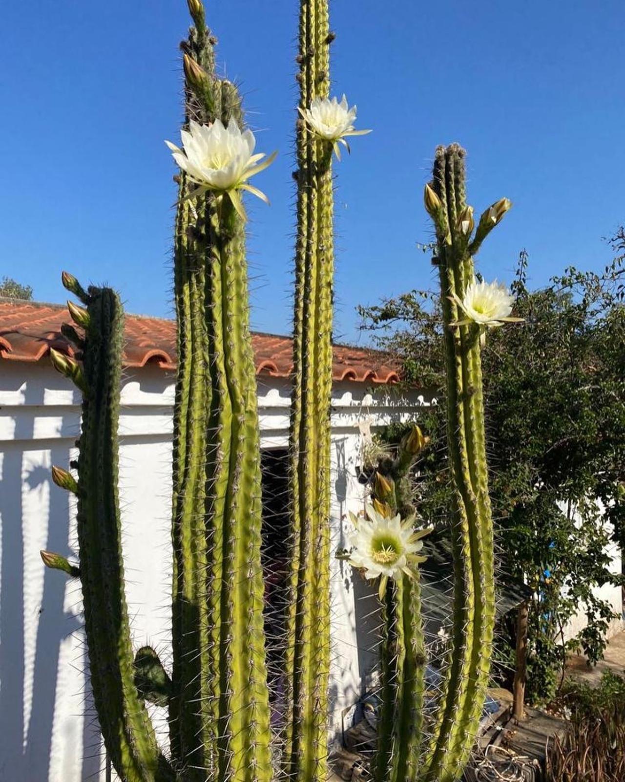 Tres Figos Villa São Luis Kültér fotó